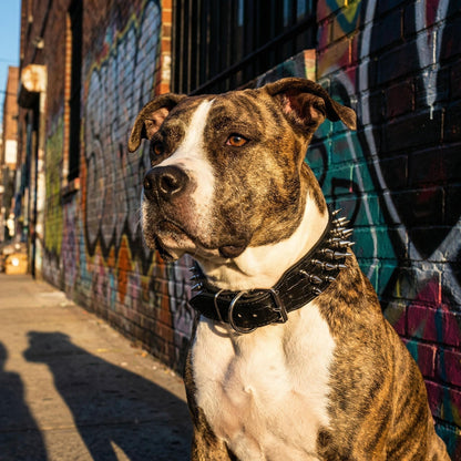 Black & Silver Studded Dog Collar