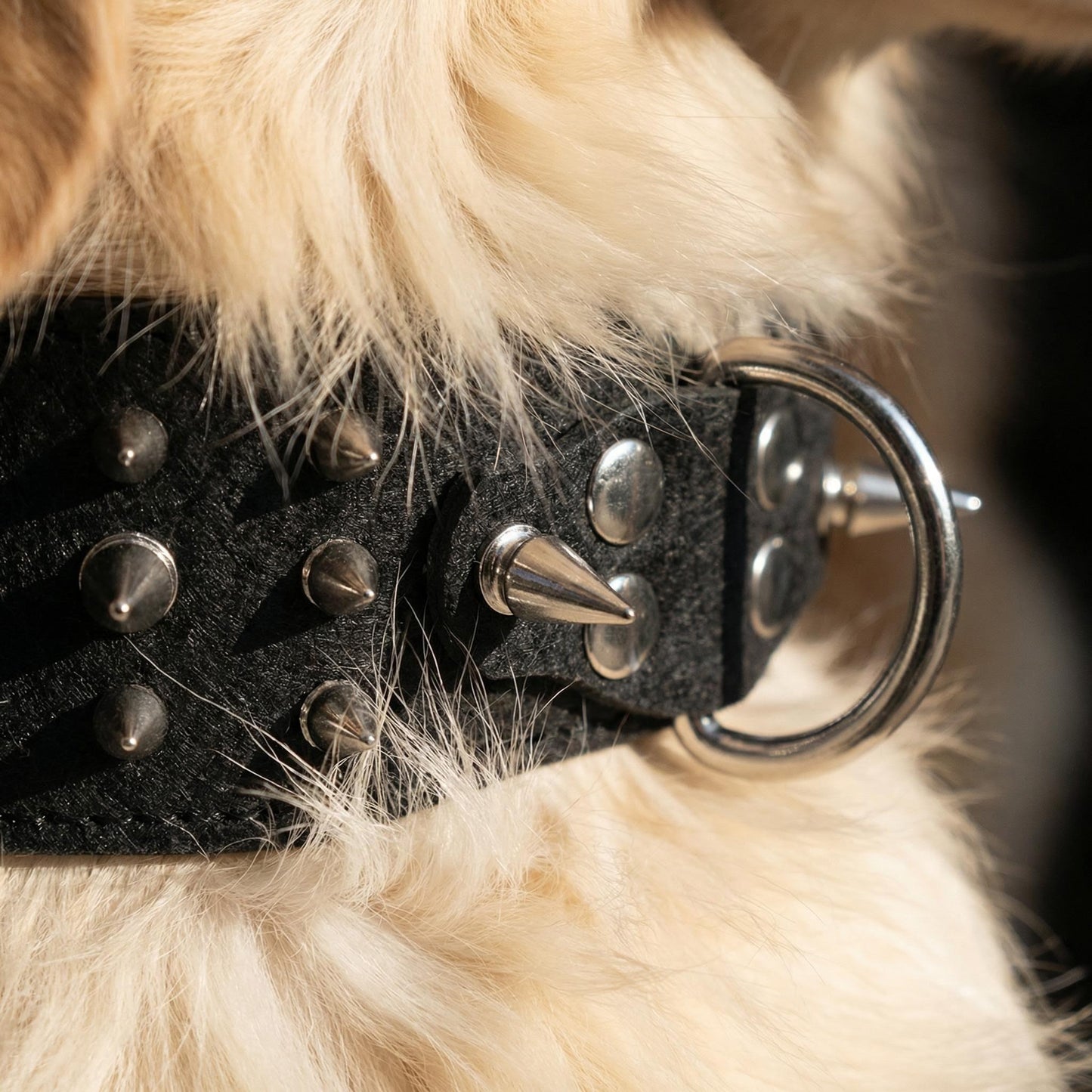 Black & Silver Studded Dog Collar