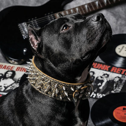 Tan Studded Dog Collar