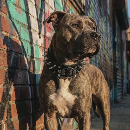 Black & Silver Studded Dog Collar