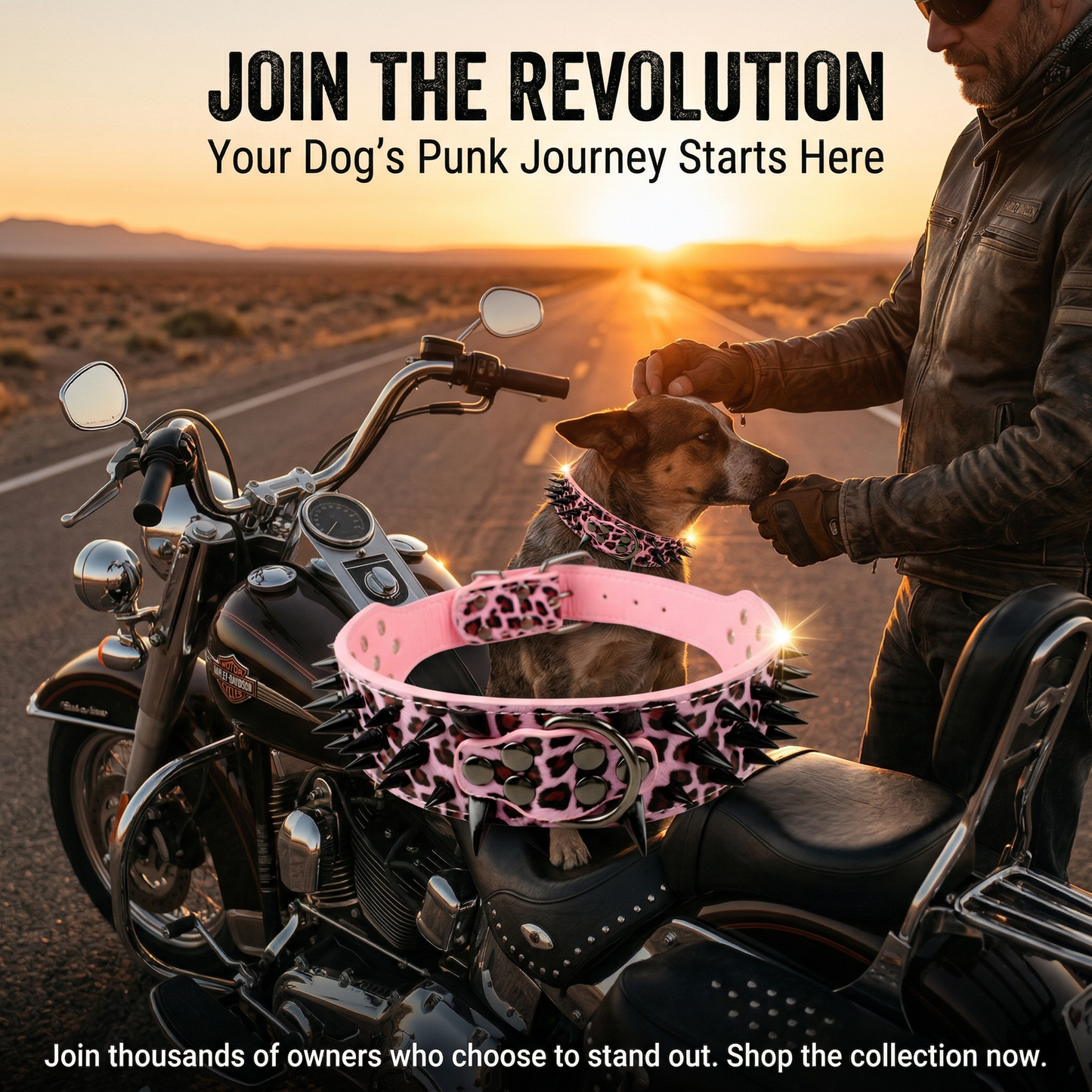 Pink & Black Studded Dog Collar